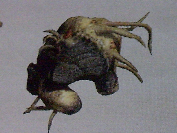 Fichier:POHW-Thrasher Form.jpg