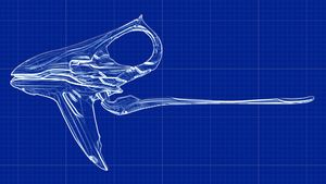 Way-Man O' War (blueprint).jpg