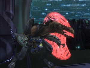 HR-Rapace Majeur.jpg