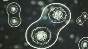 HCEA-Flood Cell Division.jpg