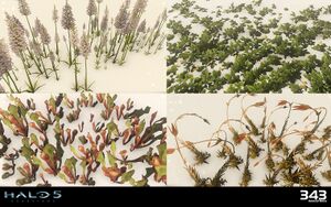 H5G-Foliage 01 (Liz Kirby).jpg