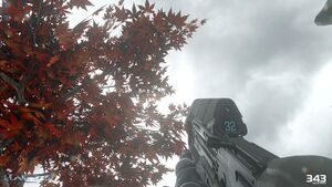 H5G-Foliage 04 (Liz Kirby).jpg