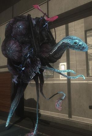 HODST-Quick to Adjust.jpg