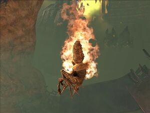 H3-Forme traqueuse brulant.jpg