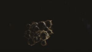 H2A-Spore de Parasite.jpg