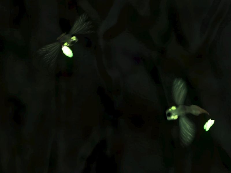 Fichier:H3-Lucioles (Gardien).jpg