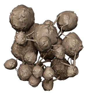 H2A Flood spore (render).png