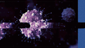 HTS Halsey cellule 2.gif