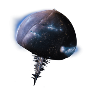 HTV High Charity (render).png